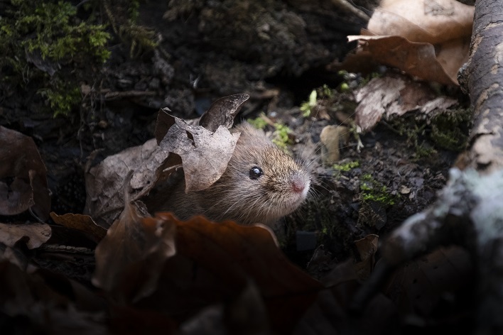 Bank vole emerging from the leaf litter