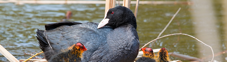 coot with chicks in reeds on river