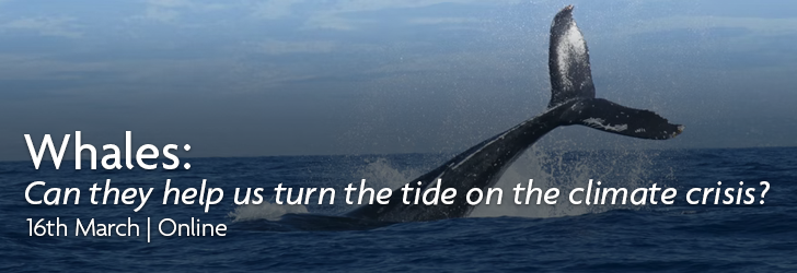 Picture of Whale with words Whales: Can they help us turn the tide on the climate crisis? March 16th Online