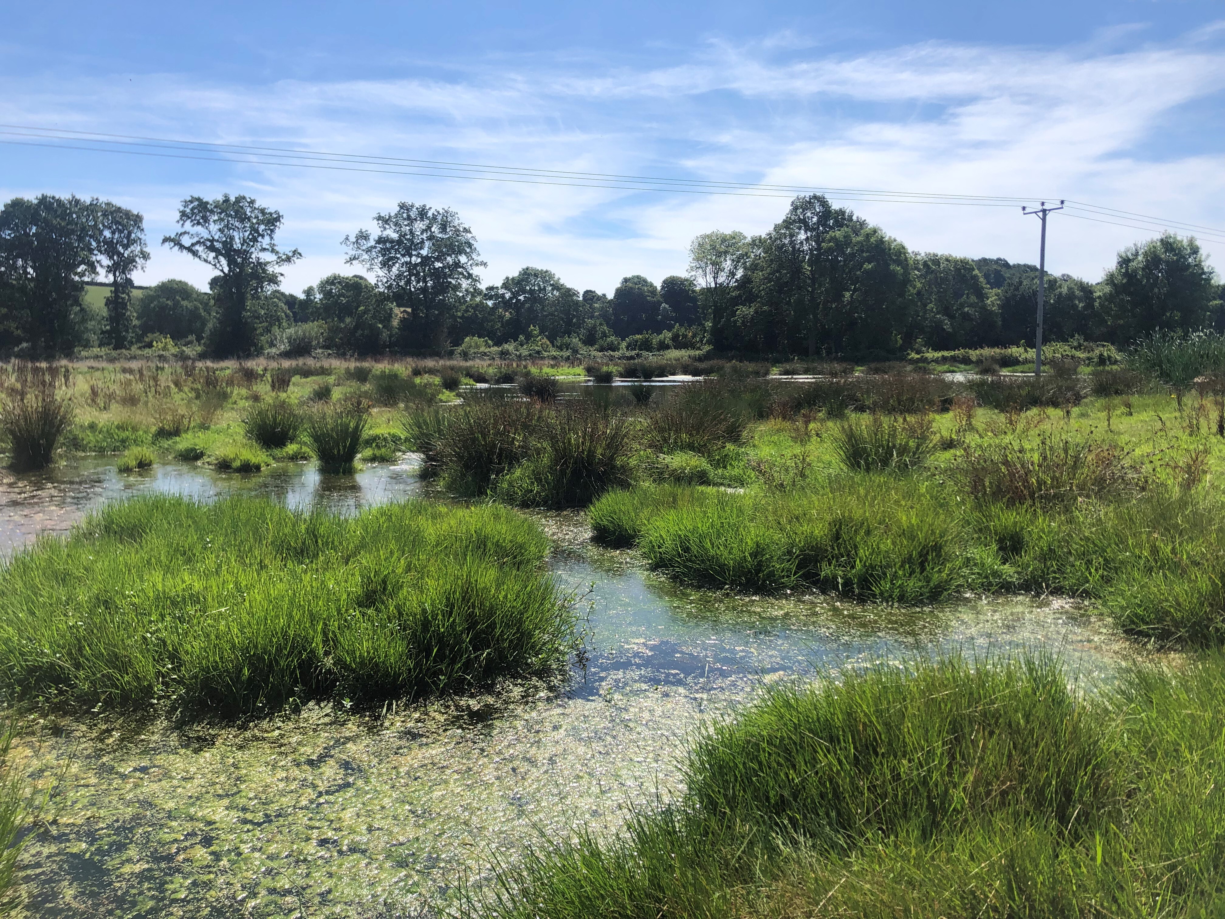 A photo of a green and lush wetland area created by beavers along the River Otter in Devon.