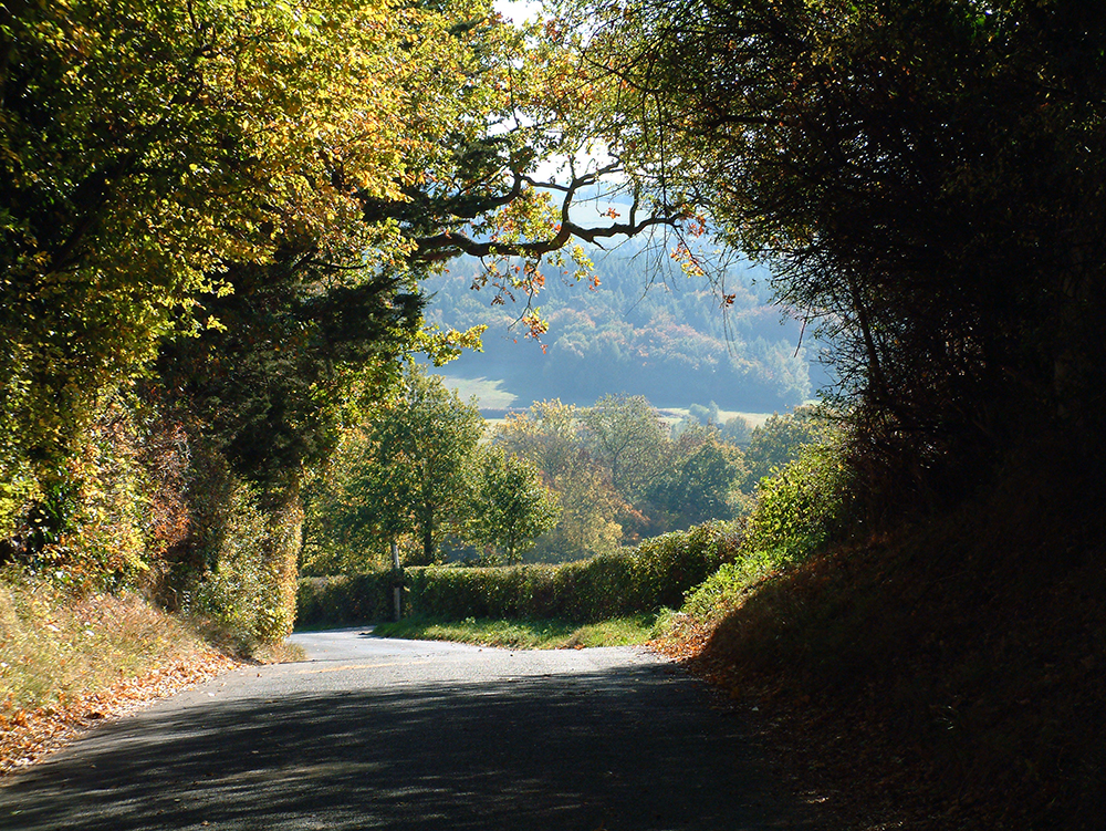 A photo of a lane lined with trees, with distant fields visible in the background