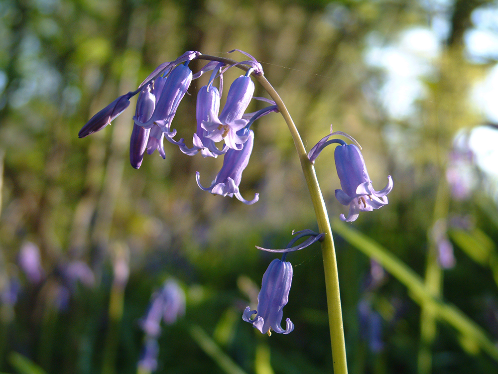 A photo of a native English bluebell in a woodland at sunset