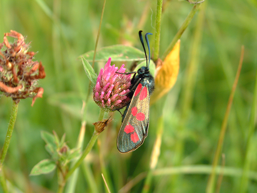 Red and black burnet moth on a red clover flower