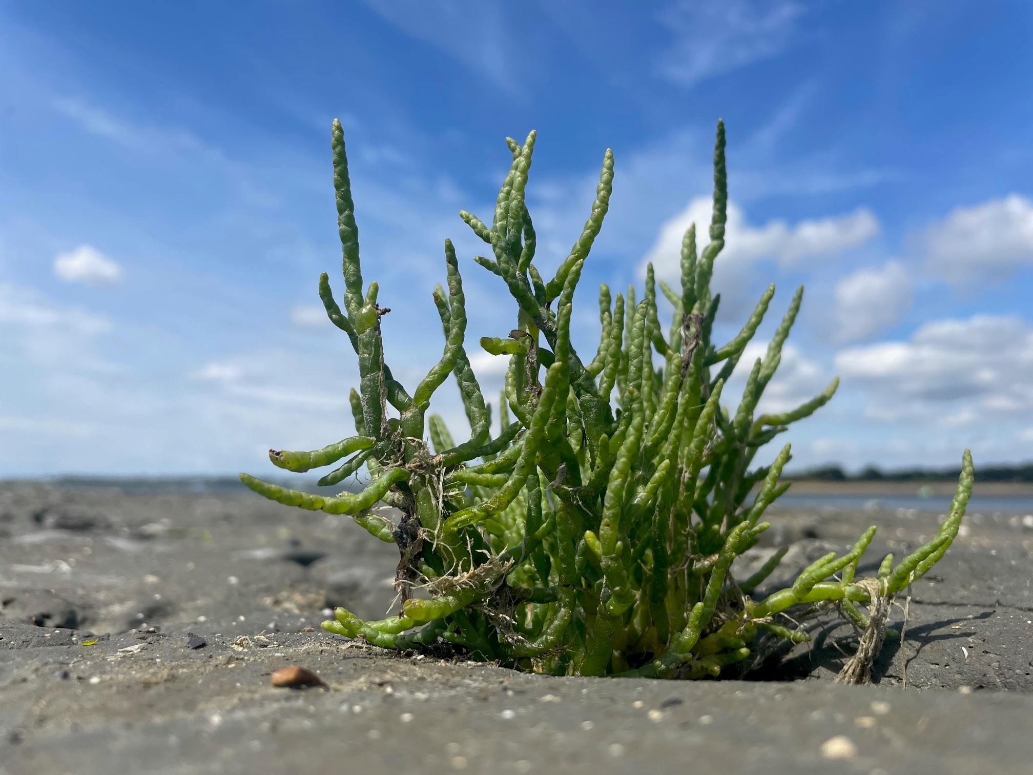 Green glasswort plant shoots emerge from the sand on the restored saltmarsh