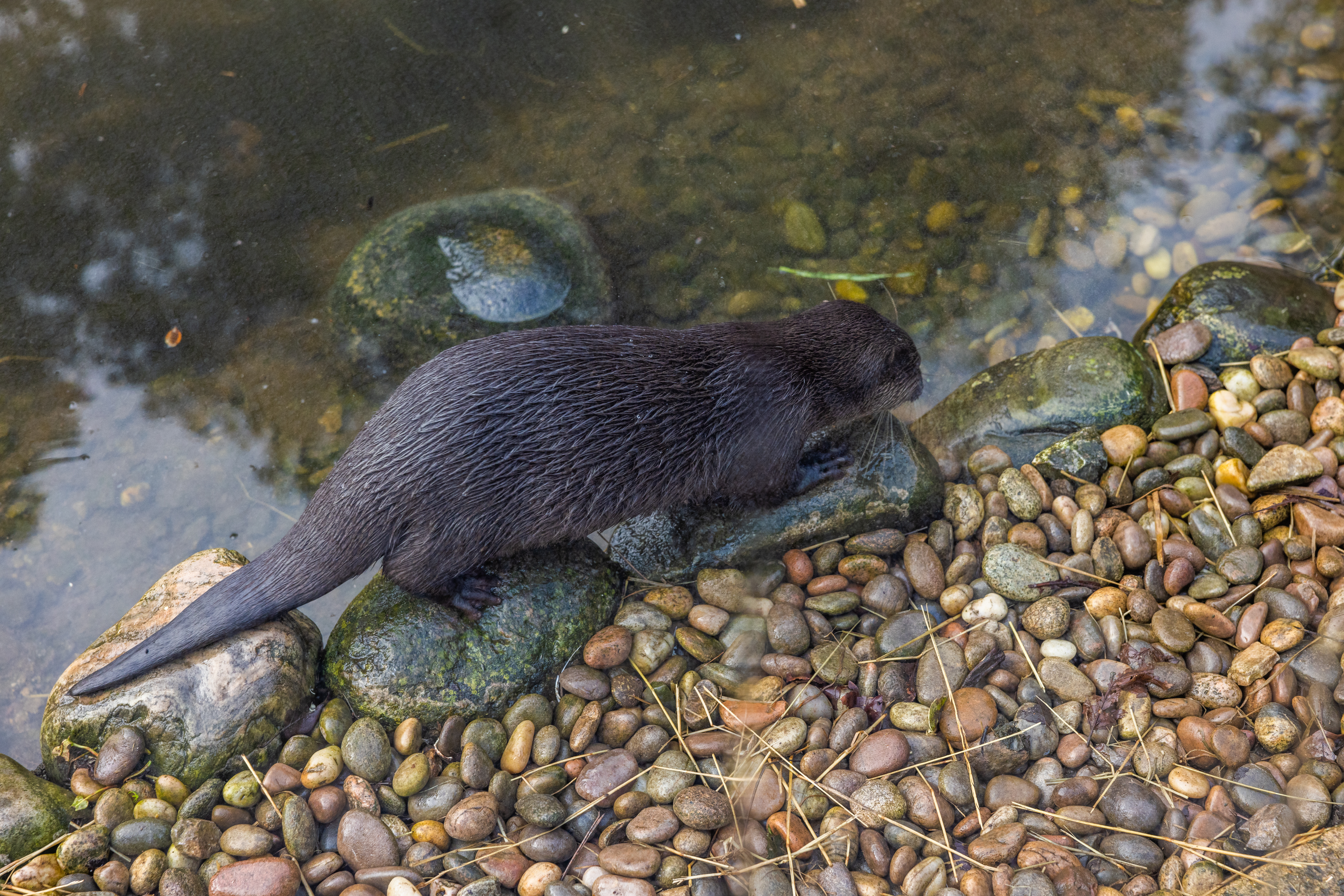A photo of an otter walking across pebbles.