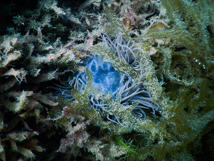 A photo of a mess of tentacles and feathery gills: a moon jellyfish being consumed by an anemone