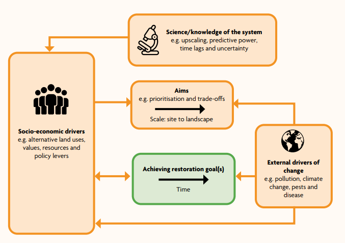 Key drivers of ecosystem restoration