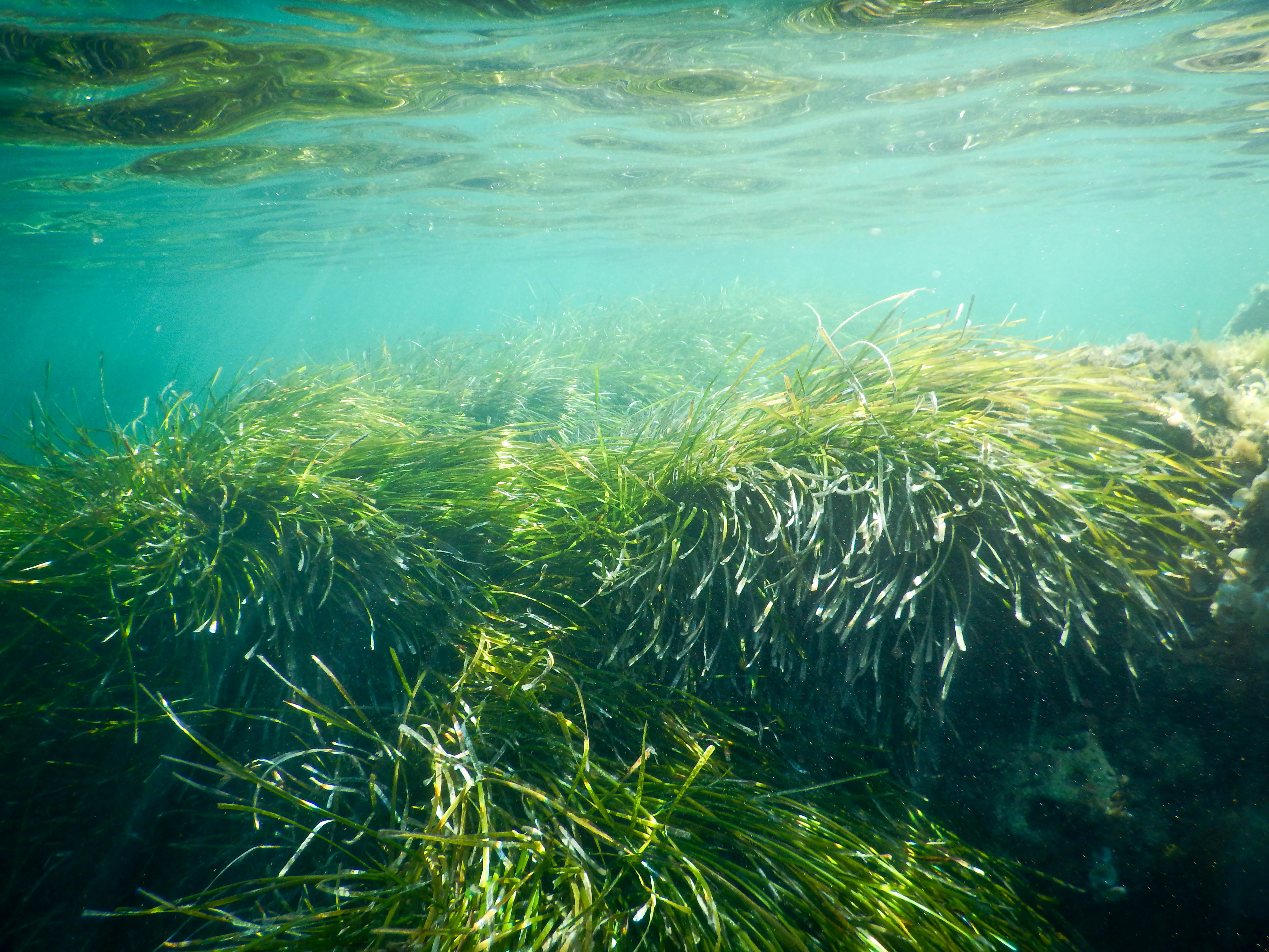 A photo of seagrass swaying in turquiose water