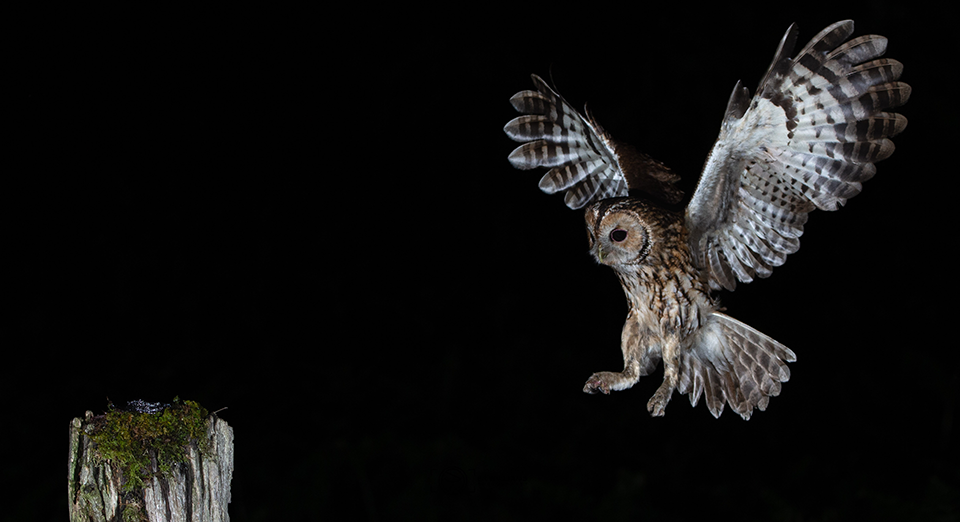 A photo of a tawny owl swooping to perch on a fence post against a black sky, with dark eyes