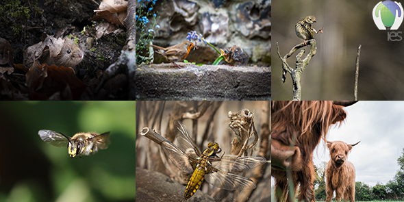 2024 Photography Competition: Results | www.the-ies.org