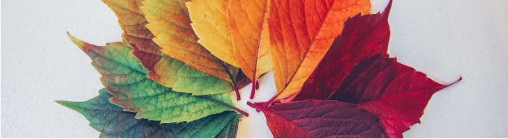 Semicircle of multi-colour leaves