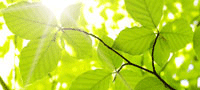 Picture of sunlight through leaves