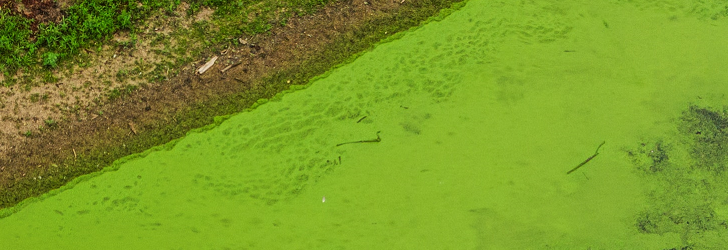 Nutrient-polluted river