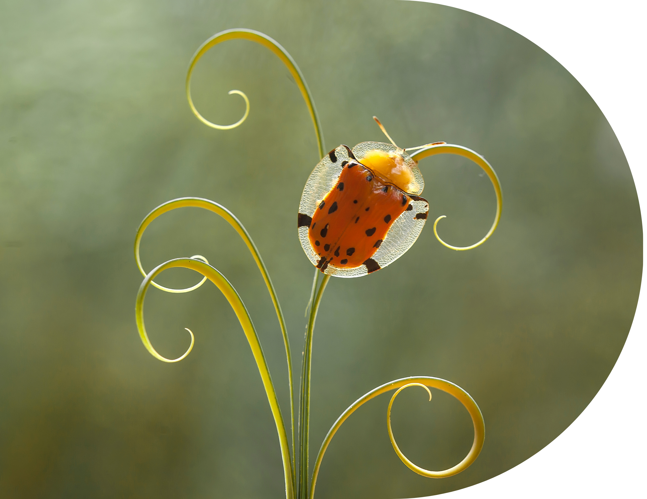 Gold tortoise beetle on a golden plant
