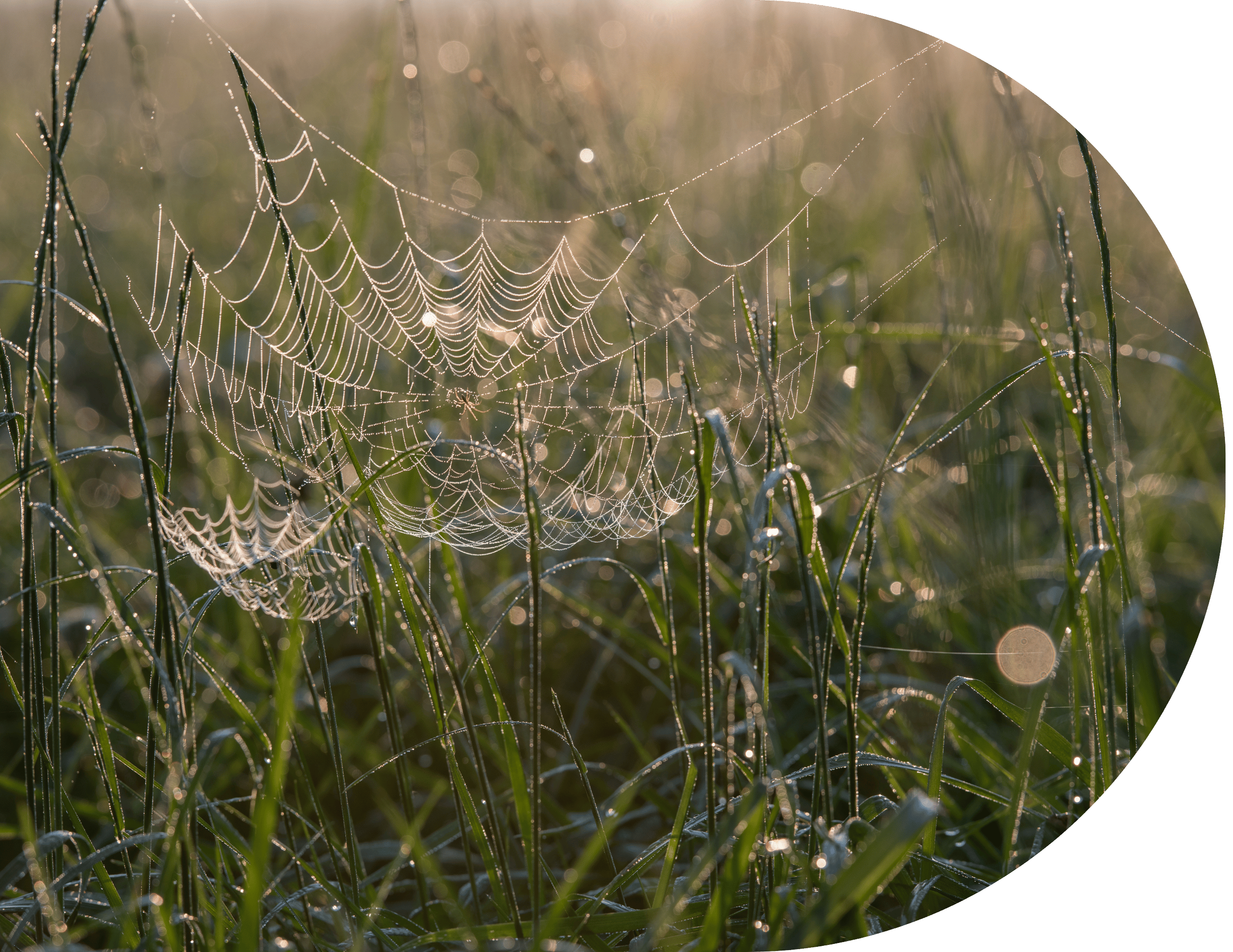A spider's web with dew