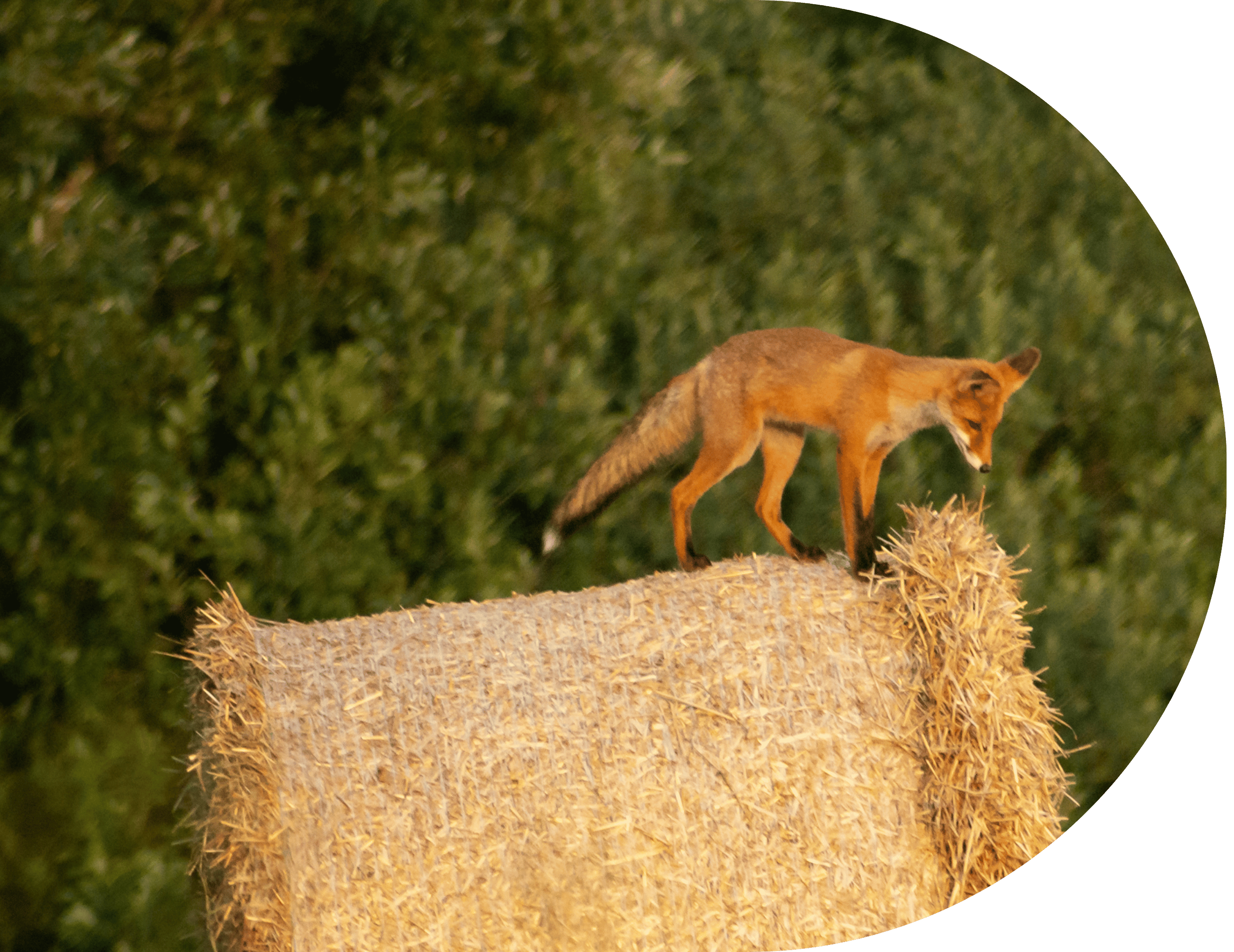A fox on a hay bale