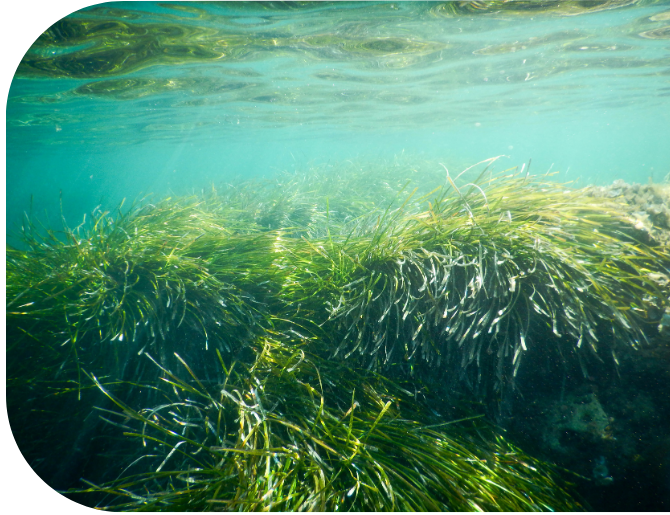 Seagrass swaying turquoise water