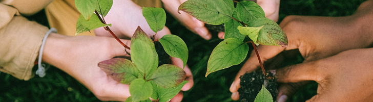 multiple hands planting saplings