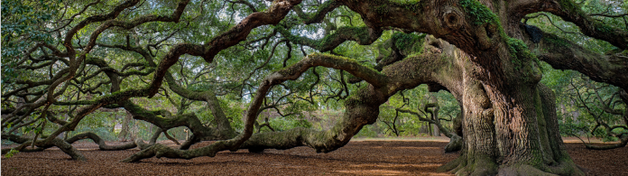 tree with gnarled branches