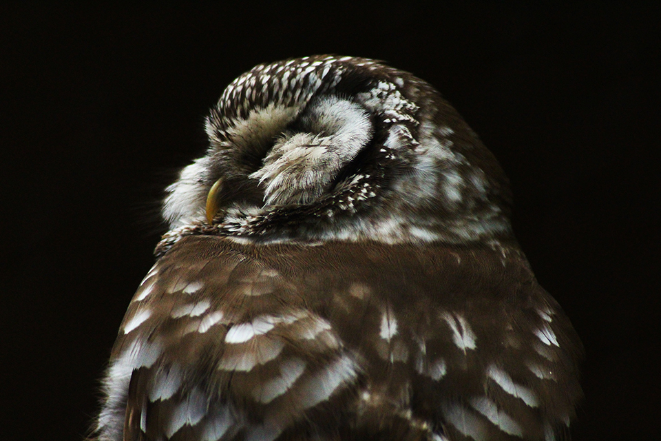 A photo of the head and shoulders of a sleeping Northern Saw-Whet Owl, against a dark background