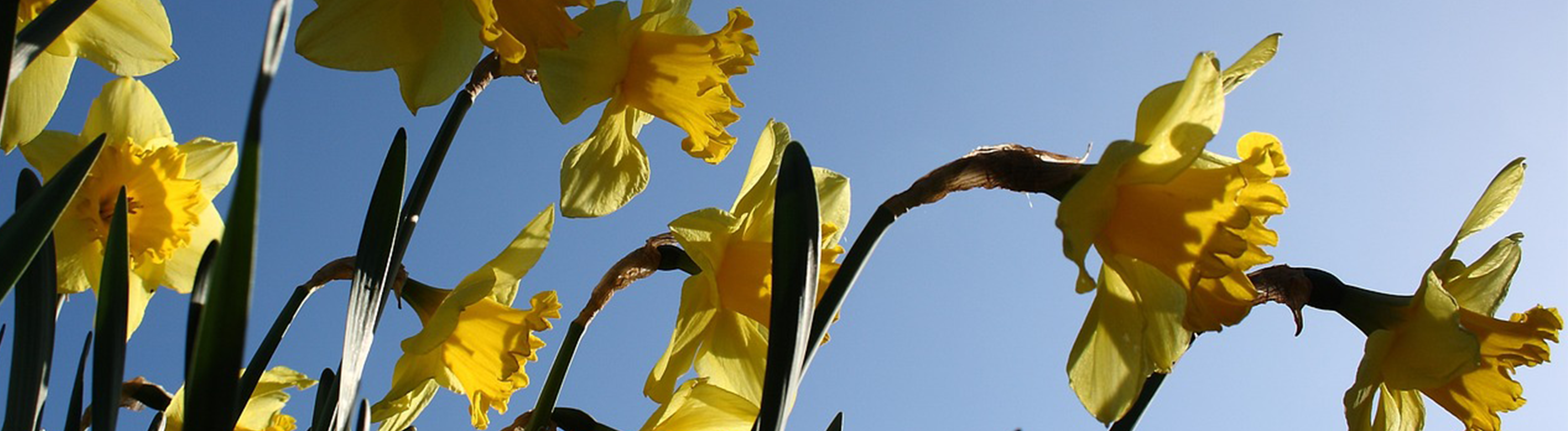 daffodils against the sky