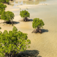 Aerial view of mangrove forest flanked by the sea
