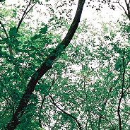canopy of trees