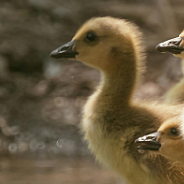 ducklings looking optimistic about the future