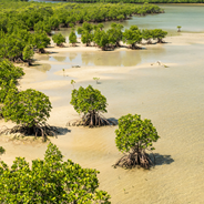 Mangrove forest at Urauchi river representing a blurred line between land and sea