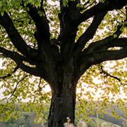 Tree in field of flowers