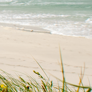 Wildflowers on a beach