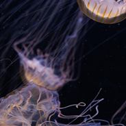 Jellyfish in dark water