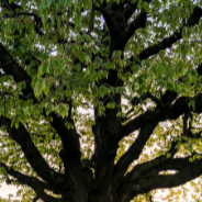 Photograph of large tree in field with spring wildflowers