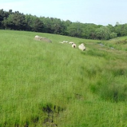 An image of a river flowing through grassy farmland