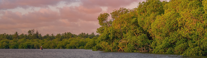Photograph of coastal mangroves at sunset with pink clouds