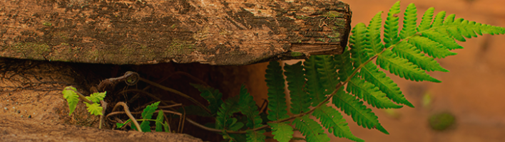 A tree stump with a fern growing out of it.