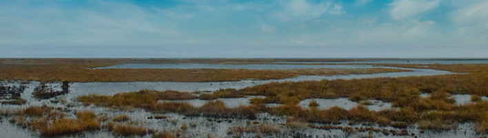 Photo of wetland