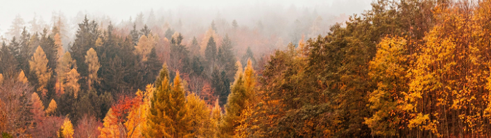 autumn woodlands