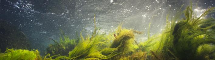 Algae and weeds growing in a riverbed
