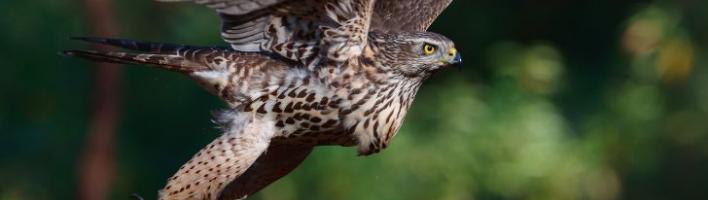 Photograph of goshawk about to take off from a tree stump
