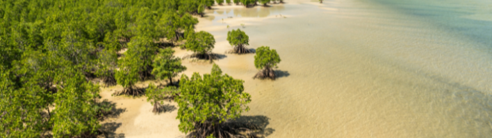 Aerial view of mangrove forest flanked by the sea