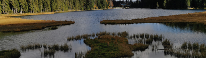 Image of trees and a lake