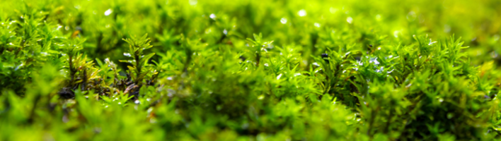 Green moss growing