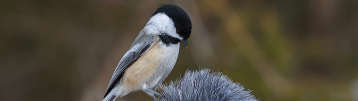 small bird sitting on microphone outdoors