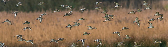 A flock of birds flying over a wetland