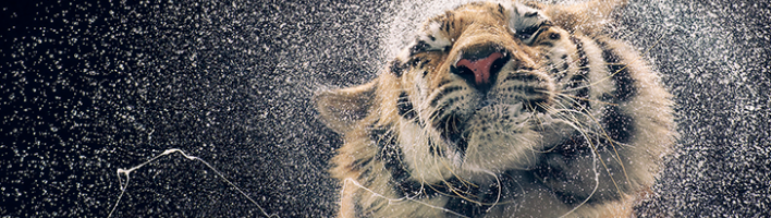 Picture of a tiger shaking water out of its fur. 