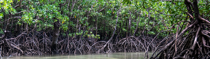 Image of mangroves