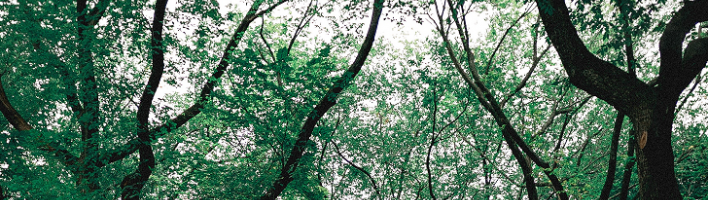 canopy of trees