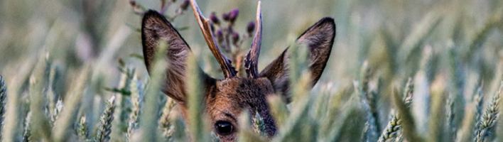 deer in grass