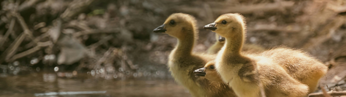 ducklings looking optimistic about the future